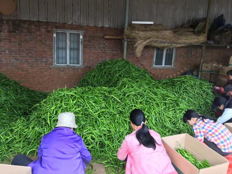 湛江徐闻线椒辣椒。大量的上市价格便宜精品货品