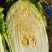 黄心白菜东阳50