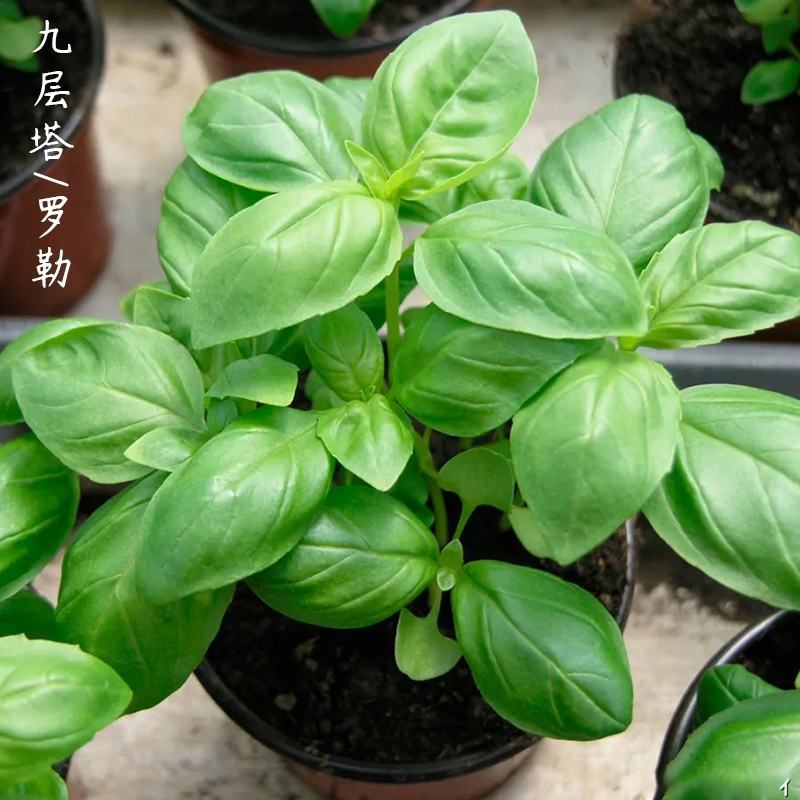 罗勒种子优质蔬菜九层塔大叶甜罗勒兰香金不换食用香料四季播