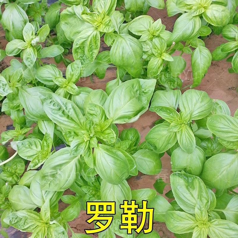 罗勒种子优质蔬菜九层塔大叶甜罗勒兰香金不换食用香料四季播