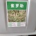 罗勒种子优质蔬菜九层塔大叶甜罗勒兰香金不换食用香料四季播