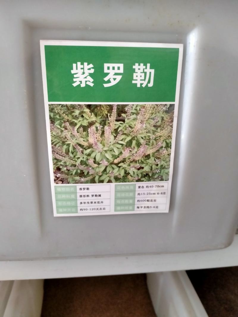 罗勒种子优质蔬菜九层塔大叶甜罗勒兰香金不换食用香料四季播