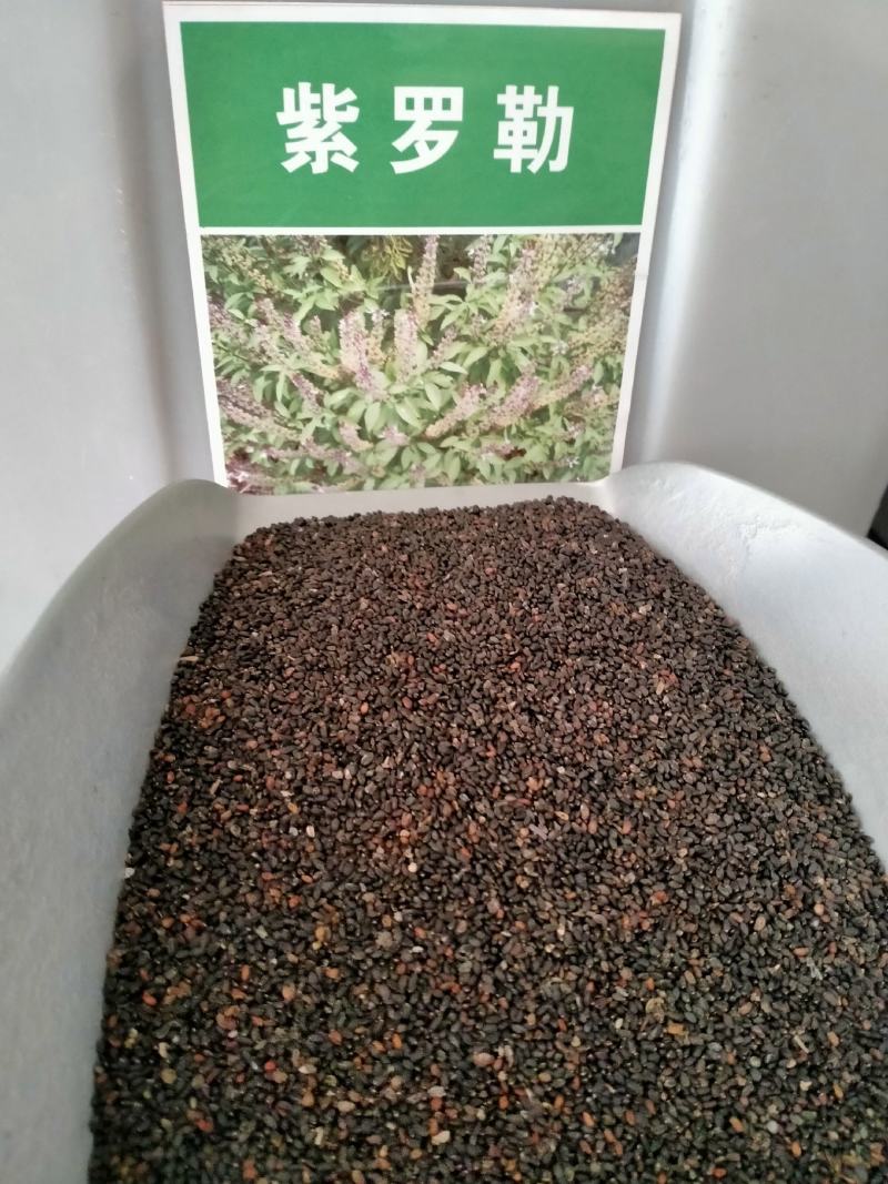 罗勒种子优质蔬菜九层塔大叶甜罗勒兰香金不换食用香料四季播