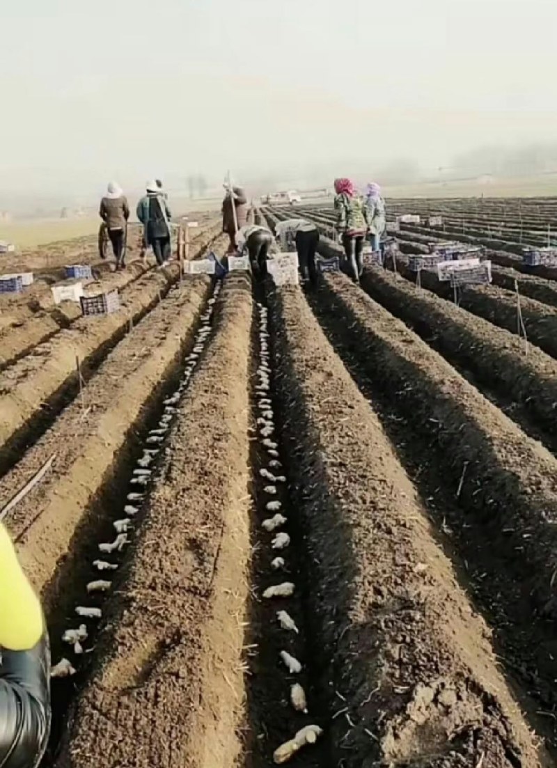 广东368高产姜种产地直供全国发货专业技术指导