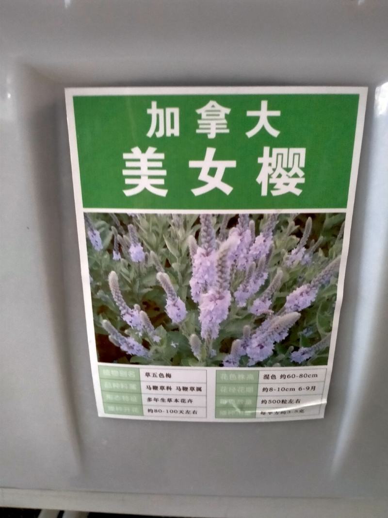 加拿大美女樱种子，多年生宿根花卉盆栽园艺鲜花种子花海景观