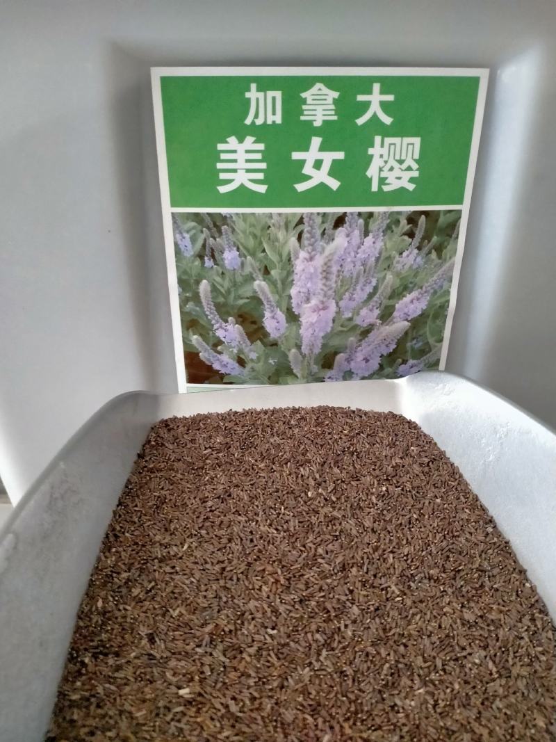 加拿大美女樱种子，多年生宿根花卉盆栽园艺鲜花种子花海景观