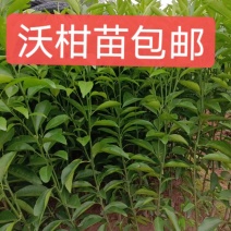 广西沃柑苗，香橙兜沃柑，纸壳兜沃柑地苗，