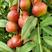 珍珠枣油桃大量上市，颜色漂亮果形好看产地直销，整车发货！