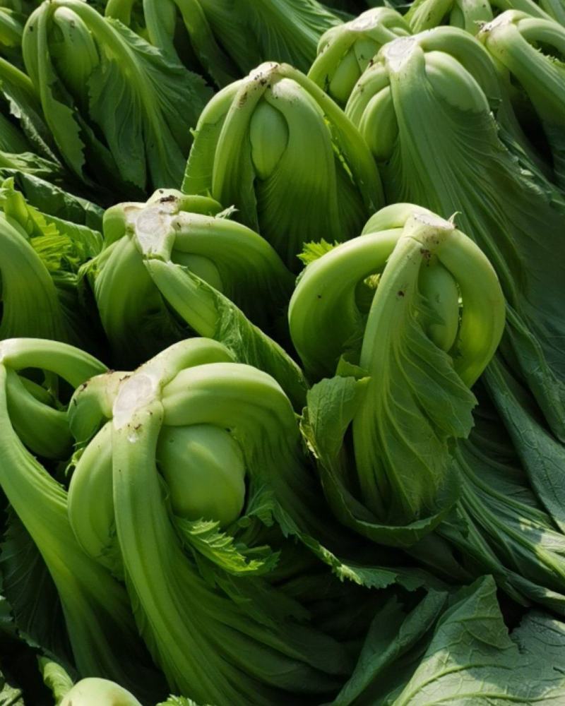 云南小叶芥菜持续供货！