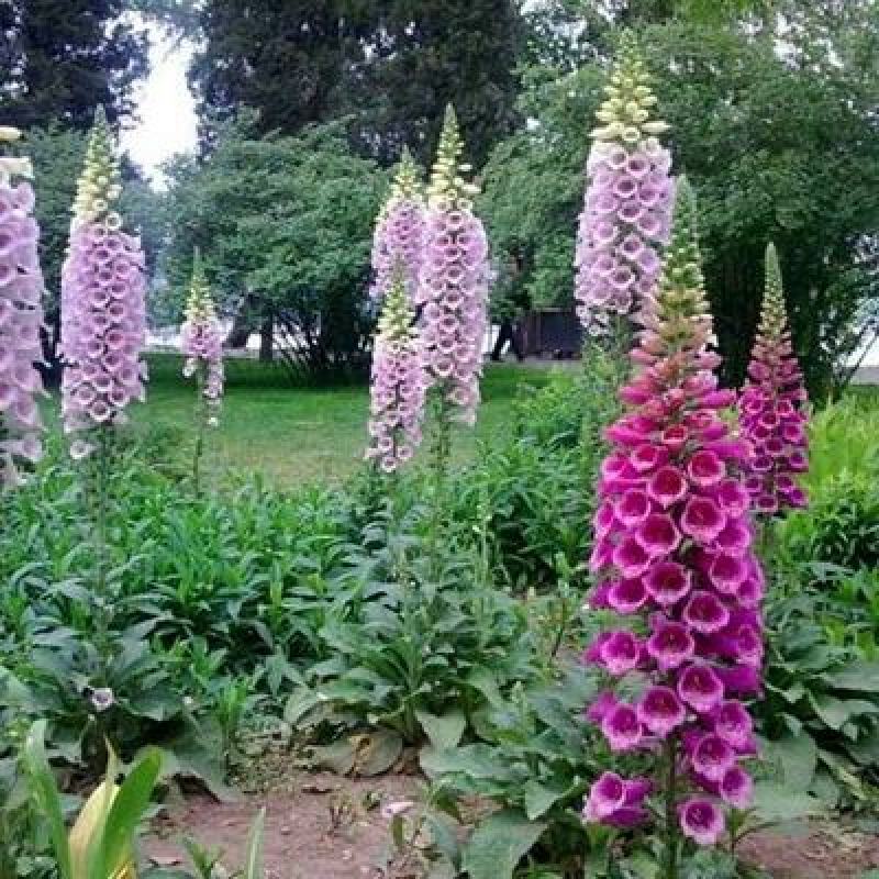 毛地黄花种子，多年生花种子指顶花吊钟花四季易种