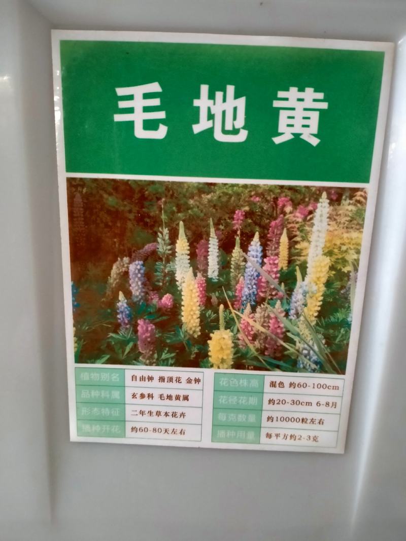 毛地黄花种子，多年生花种子指顶花吊钟花四季易种