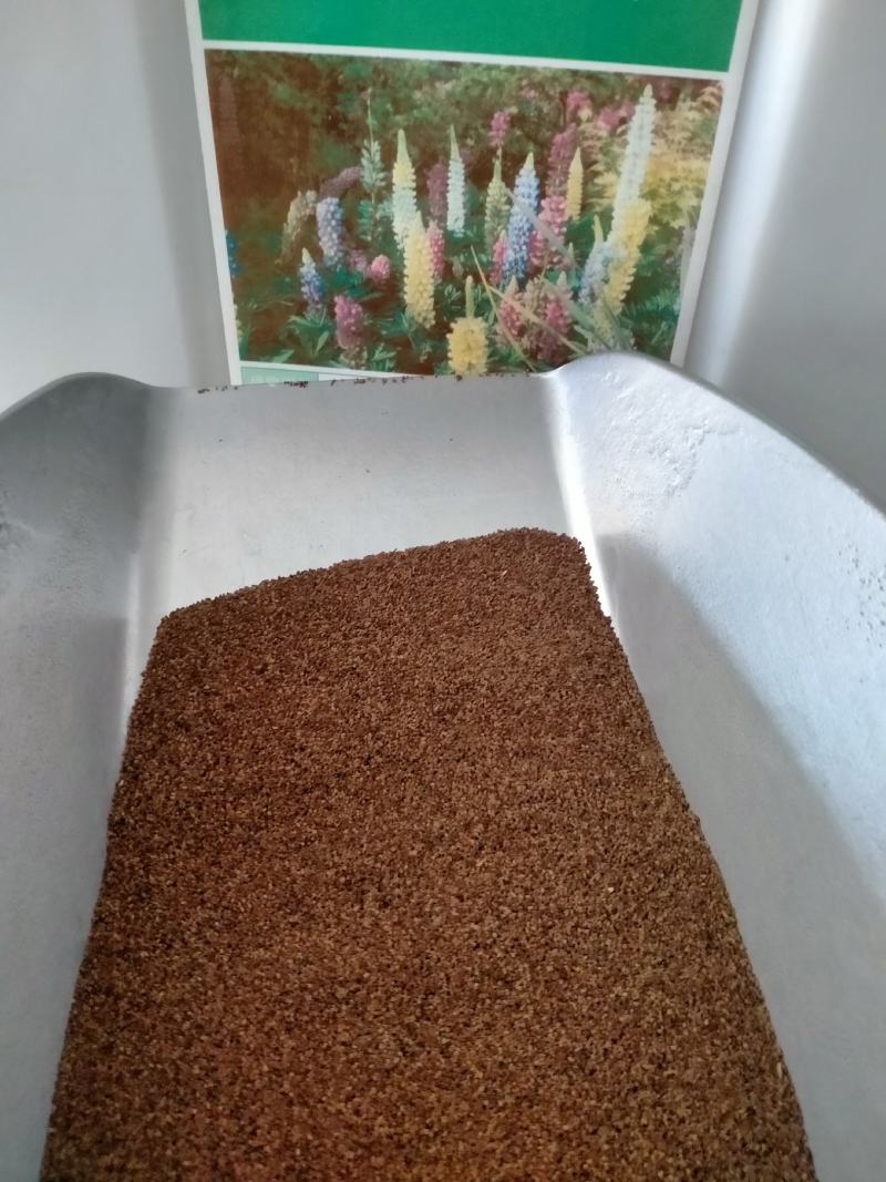 毛地黄花种子，多年生花种子指顶花吊钟花四季易种