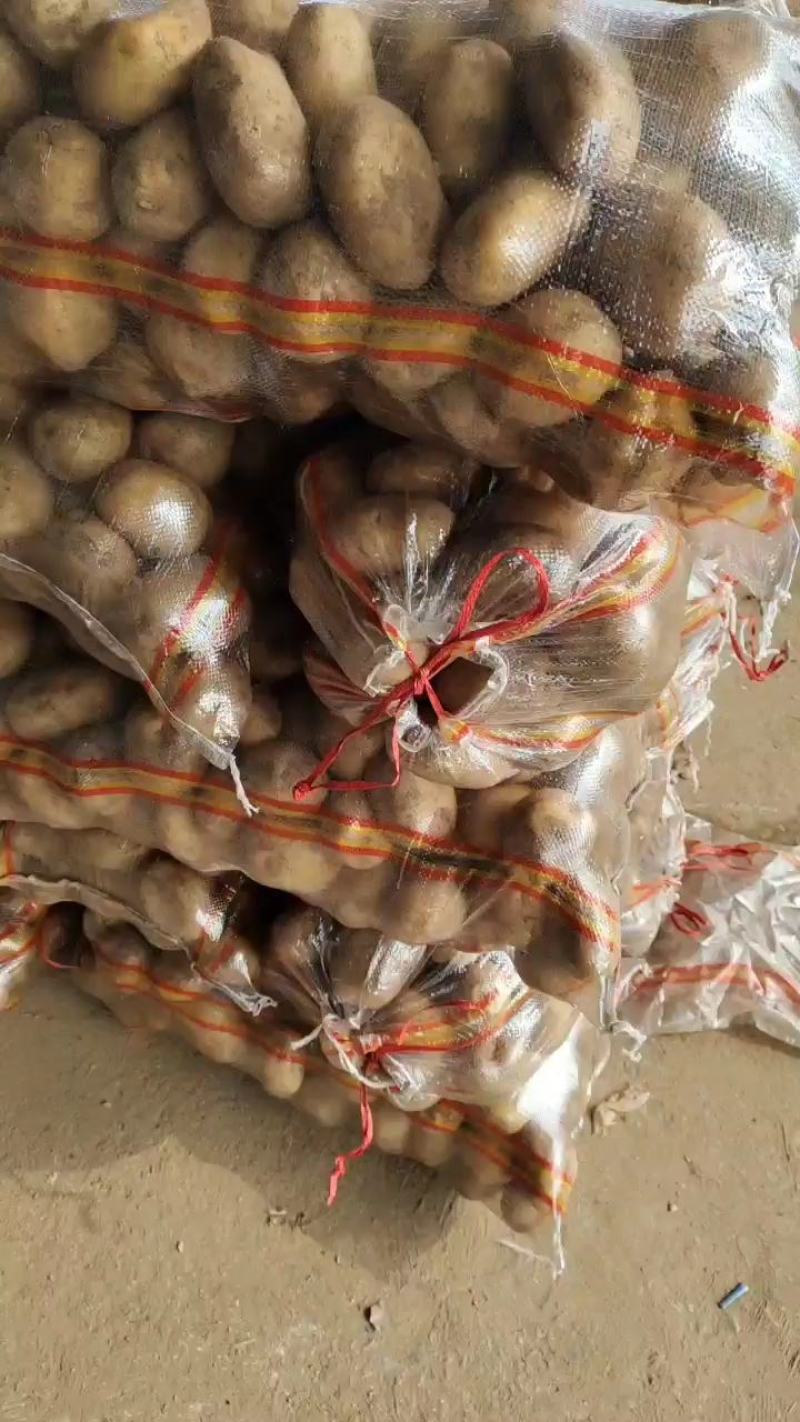 黄心土豆，三两通天，大量供应，欢迎采购。