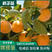 太秋柿子树苗优质嫁接一级苗南北方种植当年结果包成活