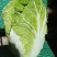 云南高原白菜