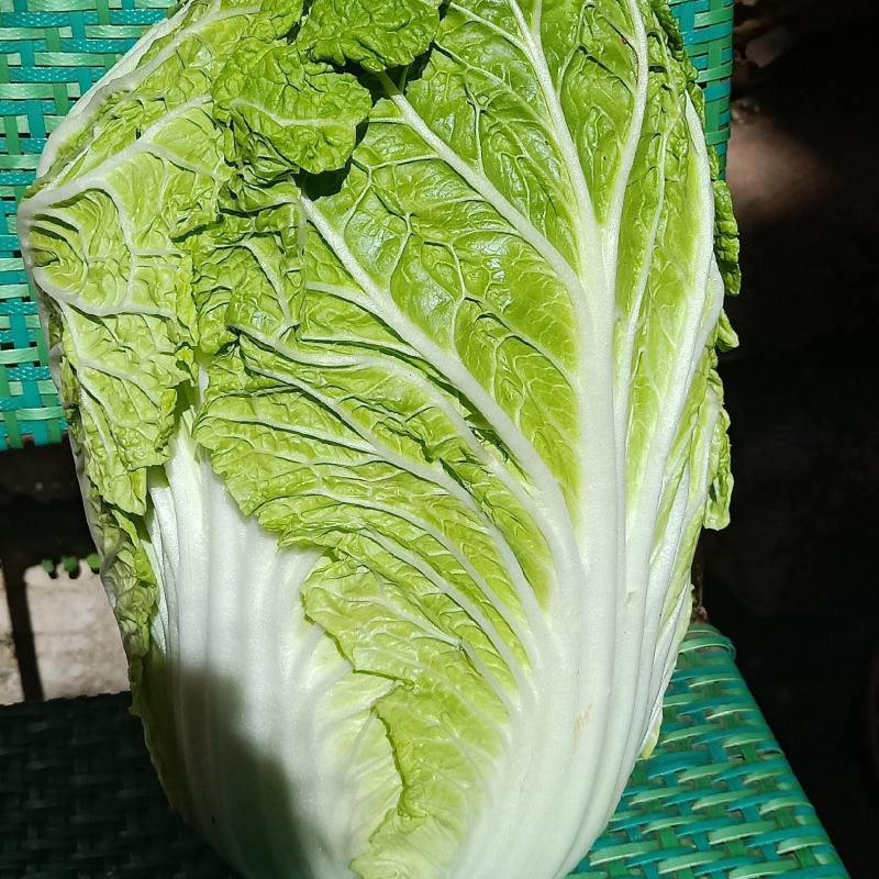 云南高原白菜