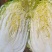 云南高原白菜