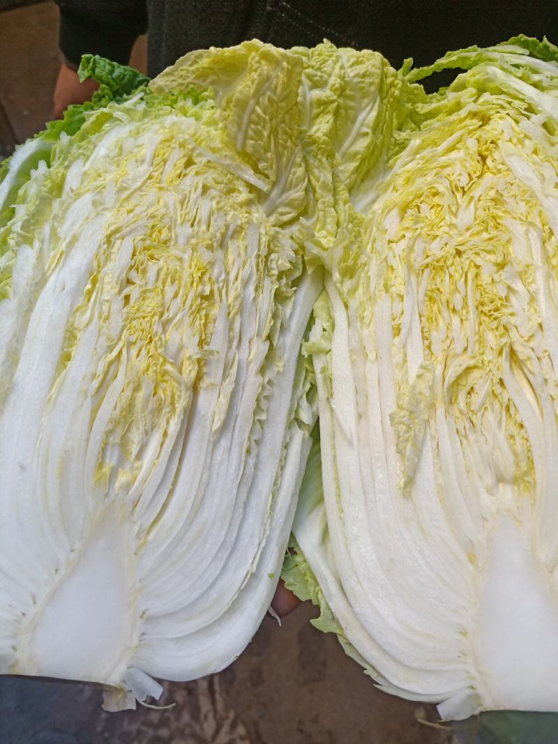 云南高原白菜