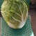 云南高原白菜