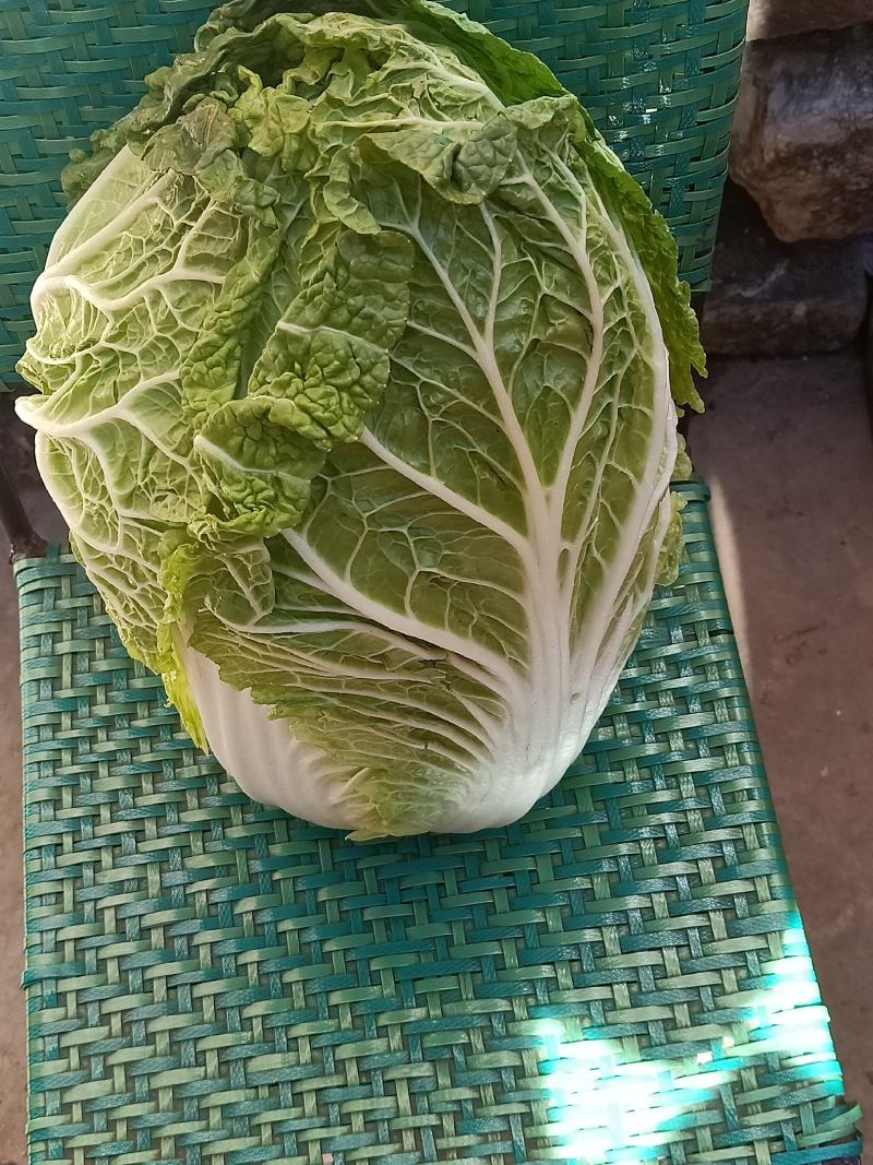 云南高原白菜