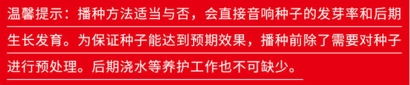 进口四季青草坪种子绿化草皮草籽庭院别墅护坡绿化种子