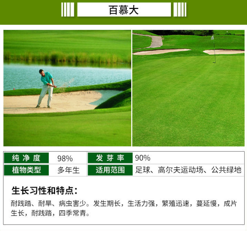 进口四季青草坪种子绿化草皮草籽庭院别墅护坡绿化种子