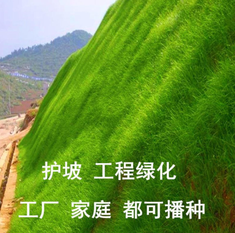 进口四季青草坪种子绿化草皮草籽庭院别墅护坡绿化种子