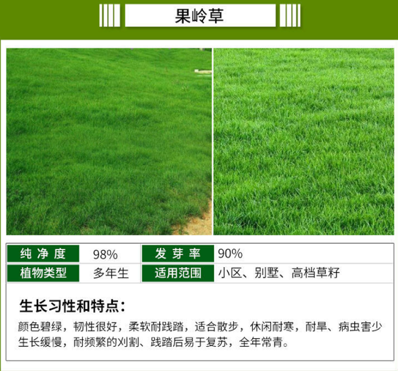 进口四季青草坪种子绿化草皮草籽庭院别墅护坡绿化种子