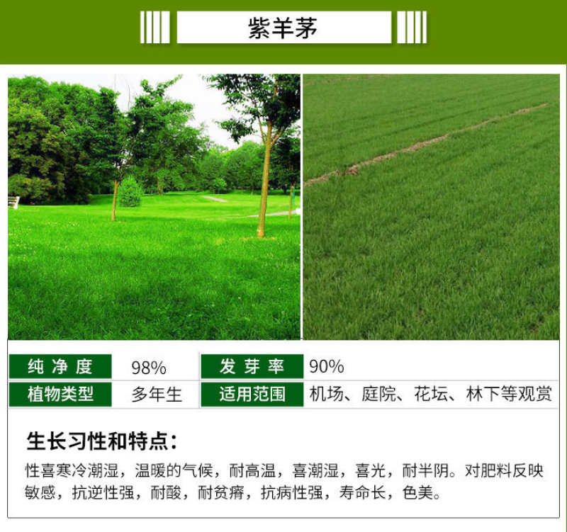 进口四季青草坪种子绿化草皮草籽庭院别墅护坡绿化种子