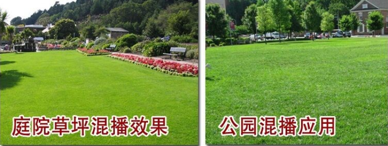 进口四季青草坪种子绿化草皮草籽庭院别墅护坡绿化种子