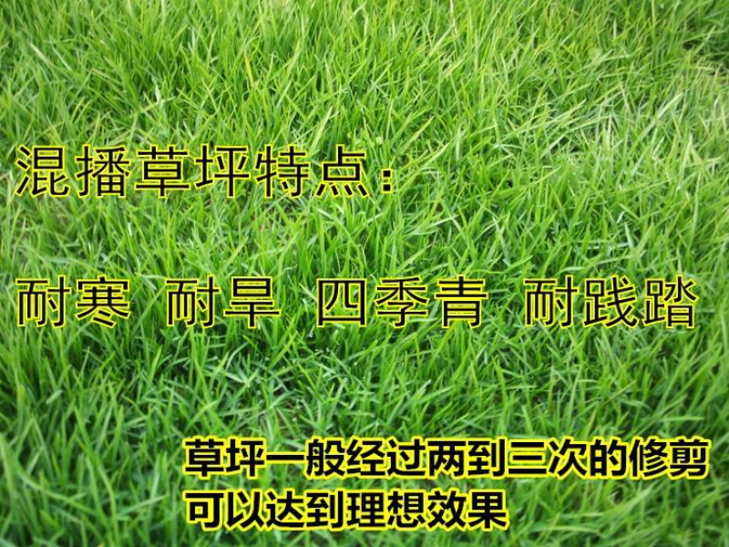 进口四季青草坪种子绿化草皮草籽庭院别墅护坡绿化种子