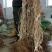 软枣猕猴桃苗，奇异莓苗，圆枣子苗，软枣苗，适合面积种植