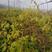 软枣猕猴桃苗，奇异莓苗，圆枣子苗，软枣苗，适合面积种植