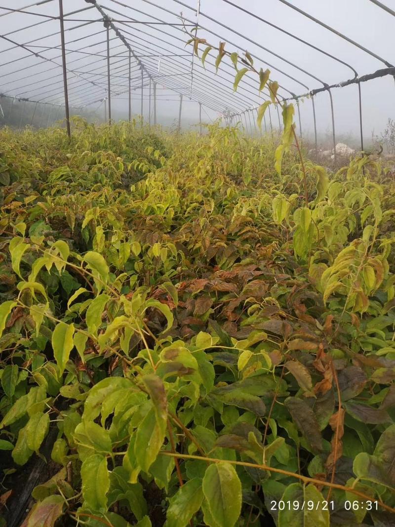 软枣猕猴桃苗，奇异莓苗，圆枣子苗，软枣苗，适合面积种植