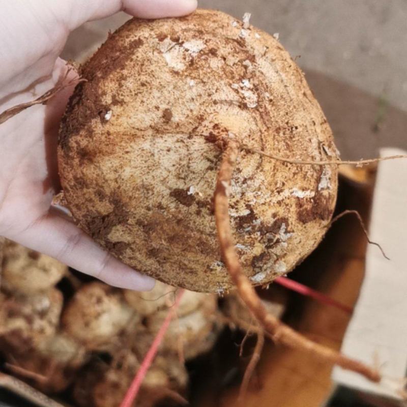 【精品】豆薯（凉薯）广东地瓜货量充足量大从优欢迎选购