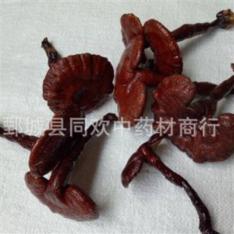 【木灵芝个】@【同欢药材】中药材批发供应规格齐全