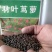 羽叶茑萝种子四季开花爬藤易活花卉籽五星花室内盆栽室外庭院