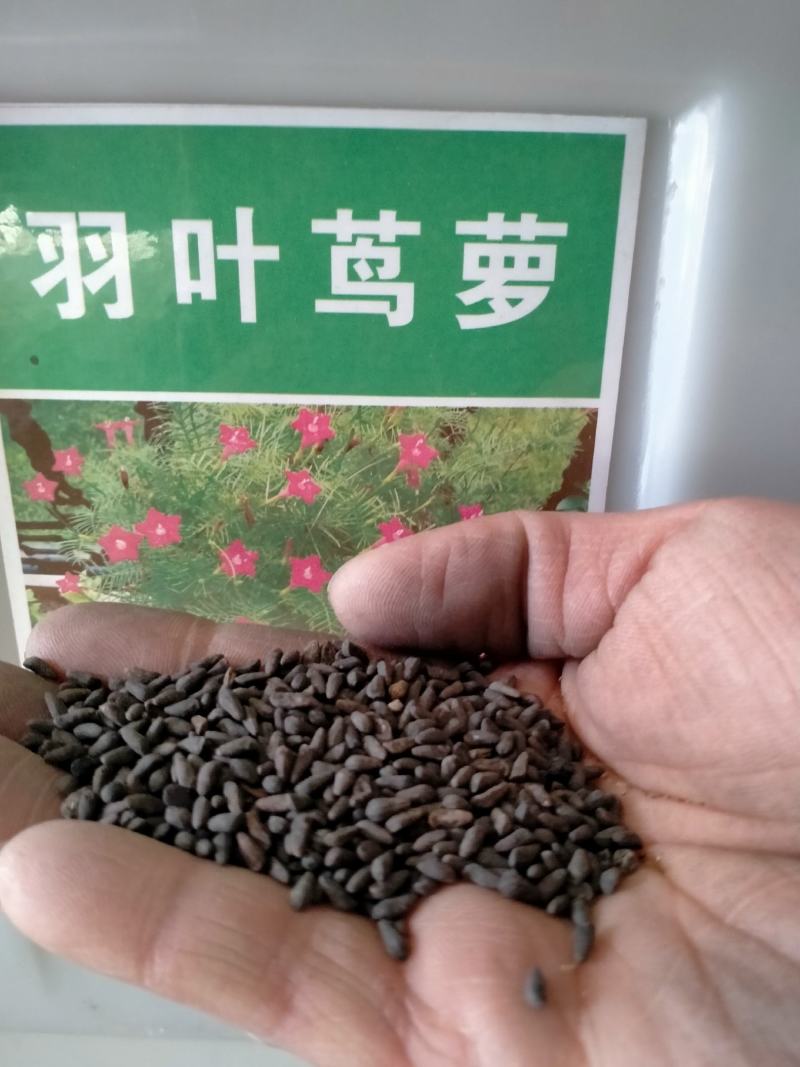 羽叶茑萝种子四季开花爬藤易活花卉籽五星花室内盆栽室外庭院