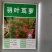 羽叶茑萝种子四季开花爬藤易活花卉籽五星花室内盆栽室外庭院