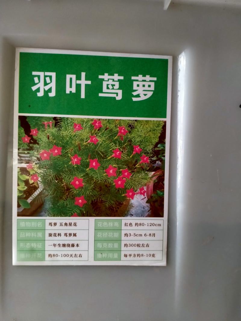 羽叶茑萝种子四季开花爬藤易活花卉籽五星花室内盆栽室外庭院