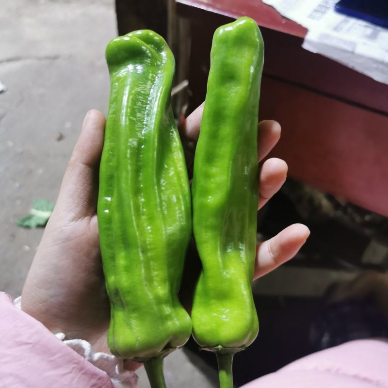 【精选】薄皮椒广东青椒，产地直发，量大从优，欢迎选购