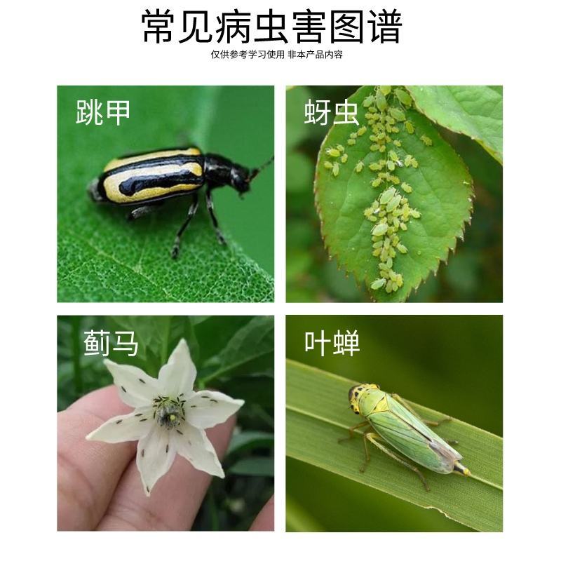 跳甲清10%啶虫脒柑橘蚜虫蓟马绿叶蝉飞虱农药杀虫剂