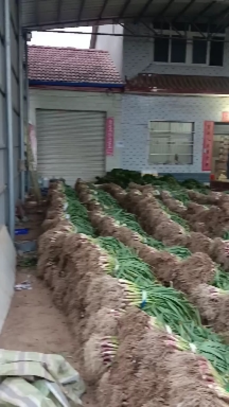 蒜苗干净无泥土