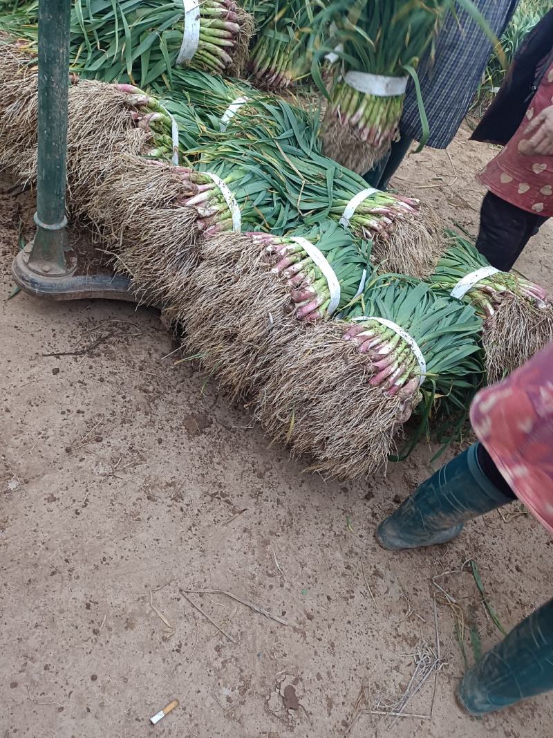 蒜苗干净无泥土