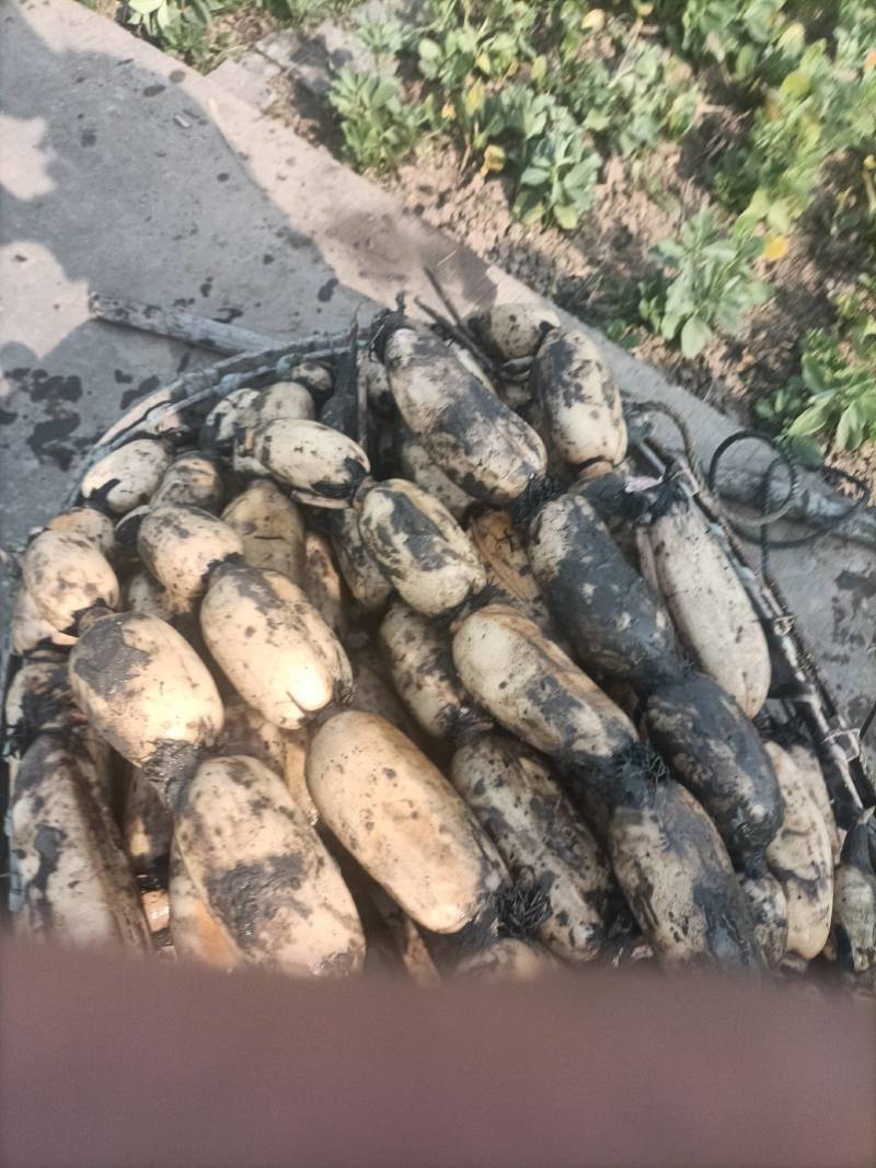 大量白色莲藕对外出售！