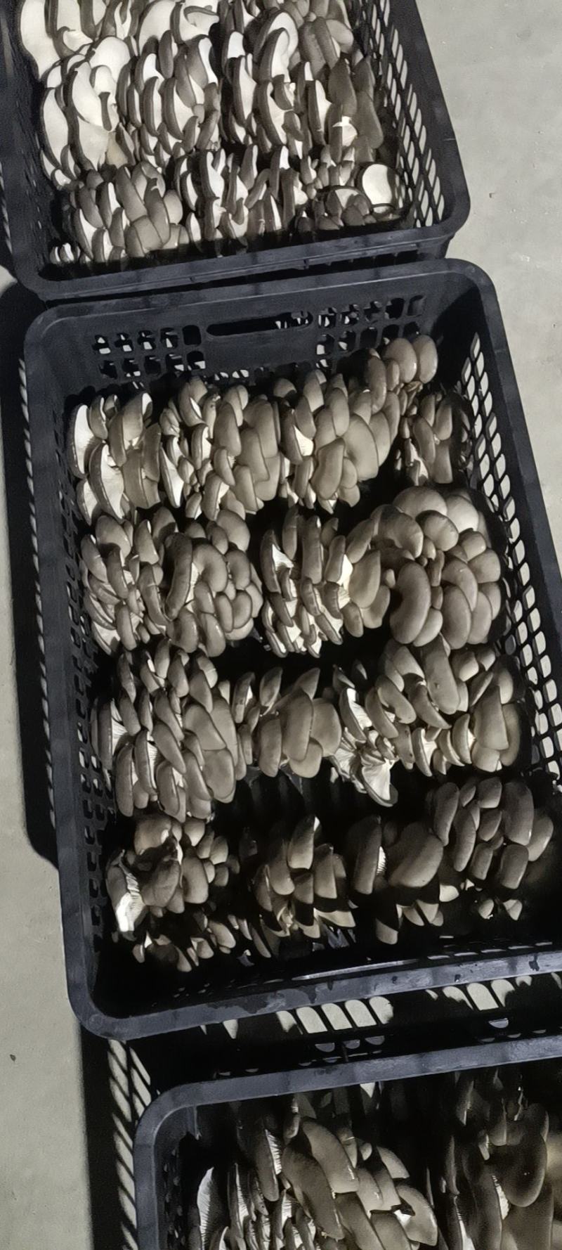 精品平菇食用菌种植合作社！！！！！！！！！