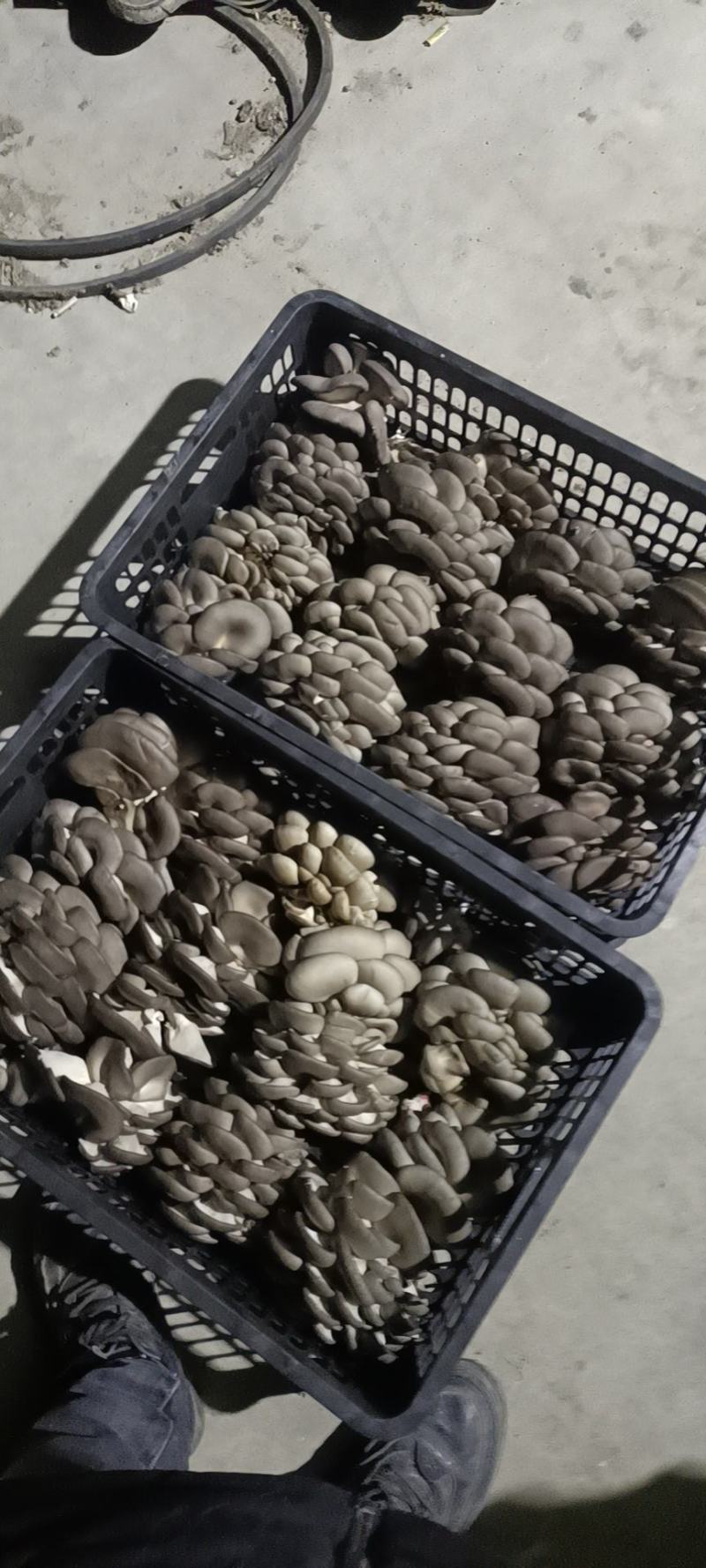 精品平菇食用菌种植合作社！！！！！！！！！