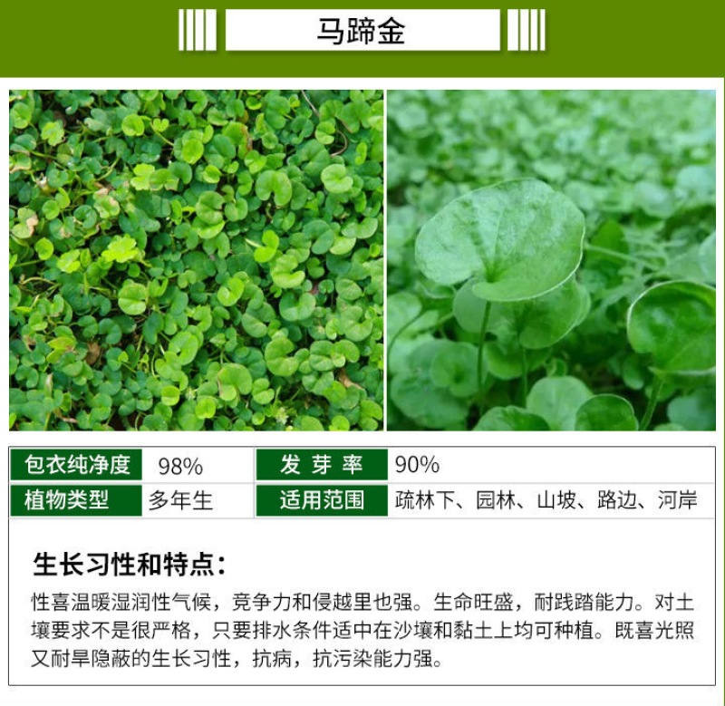 进口绿化高羊茅草坪种子四季常青护坡草籽护坡固土冷季型草坪