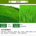 进口绿化高羊茅草坪种子四季常青护坡草籽护坡固土冷季型草坪