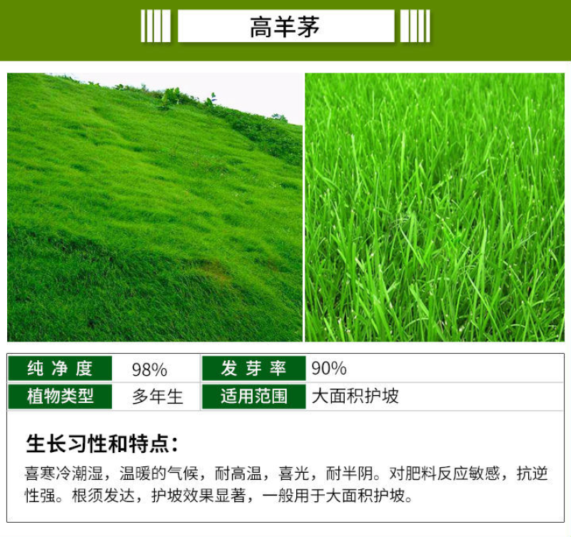 进口绿化高羊茅草坪种子四季常青护坡草籽护坡固土冷季型草坪